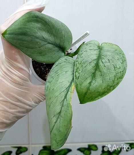 Сциндапсусы сортовые