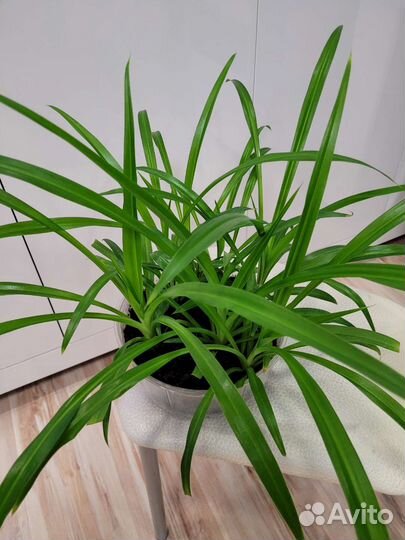 Хлорофитум