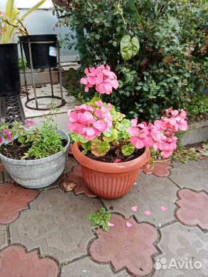 Герань разная