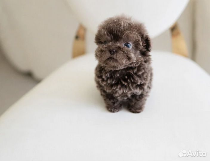 Тикап пудель микро