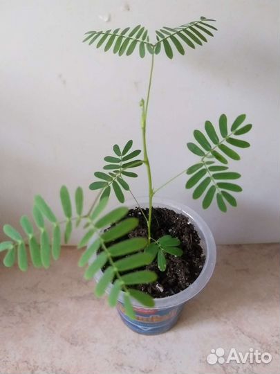 Мимоза стыдливая