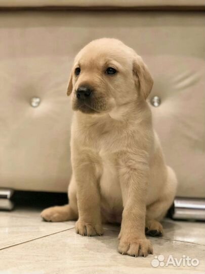 Щенки лабрадора