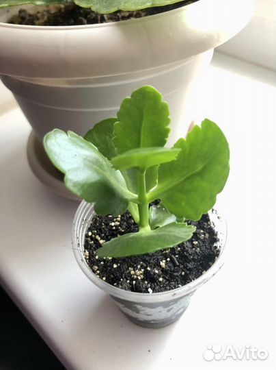 Каланхоэ цветущий