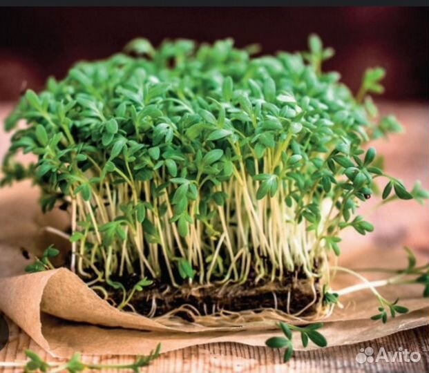 Микро зелень
