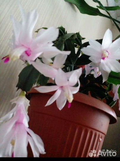 Декабристы.Традесканция.Рео.Ледебурия.Фикус.Сцинда