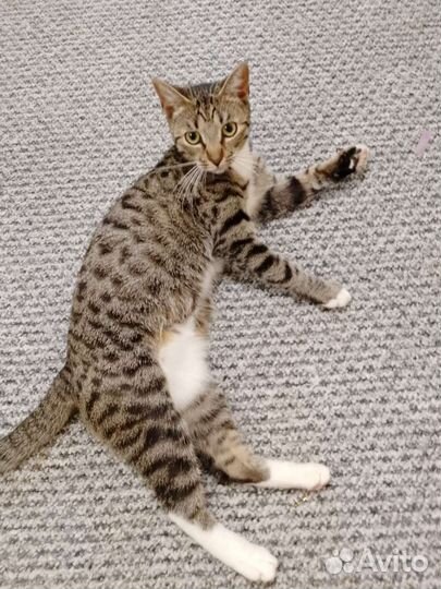 Игривая кошка в хорошие руки.Бесплатно