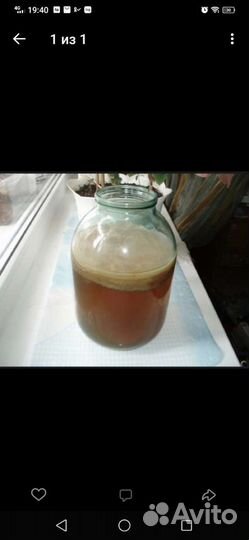 Чайный гриб