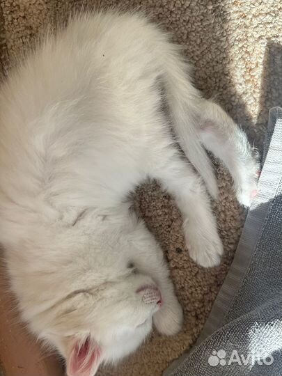 Белый котенок