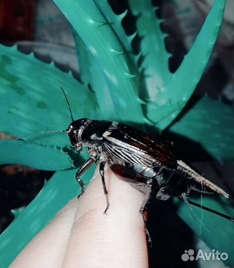 Живой сверчок (двупятнистый)