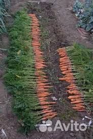 Реализуем оптом морковь от 20 тонн