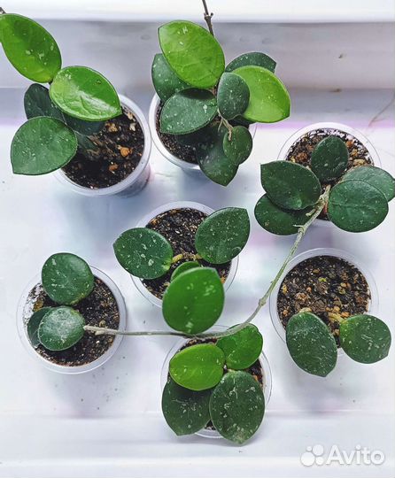 Хойи (излишки, укорененные)