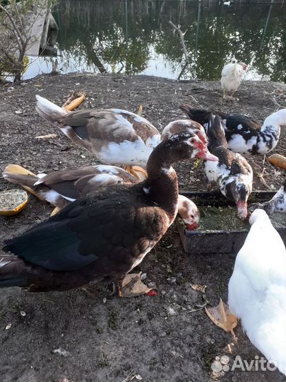 Мускусные утки тяжелые линии