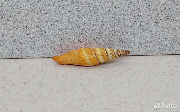 Митра Аллая 6,6 морская ракушка раковина