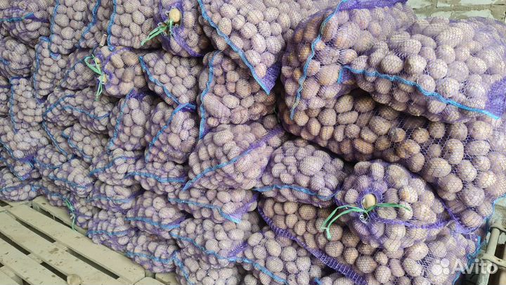 Семенной картофель