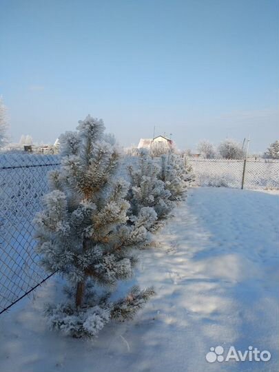 Саженцы сосны и ели. Выращены из семян. Посадка