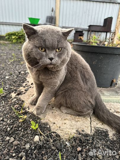 Шотладские котята