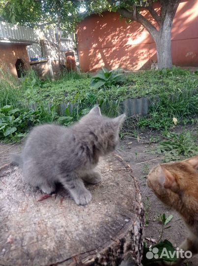 Котенок девочка