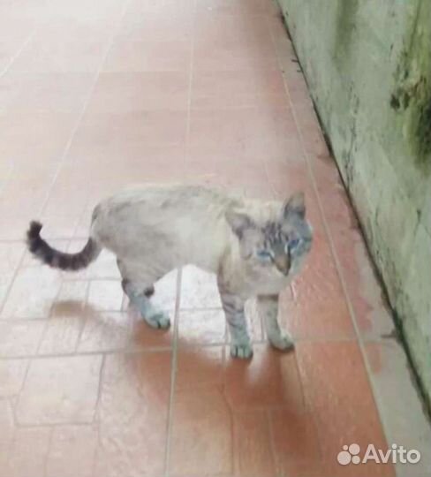 Брошенный породистый котик с голубыми глазами