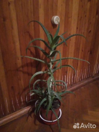 Алоэ лечебный. Фото 4 5 продано