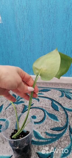 Комнатные цветы, лаванда