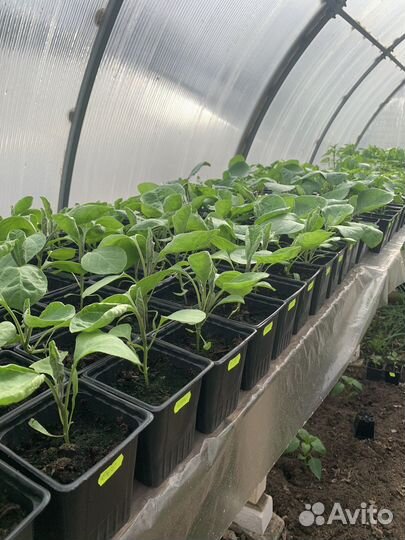 Рассада овощей