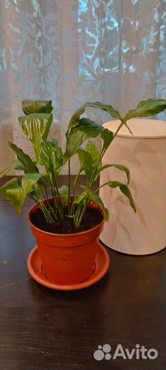 Цветок женское счастье