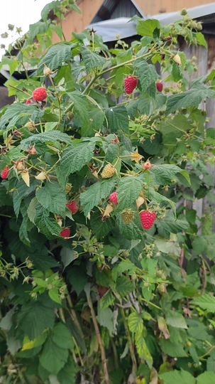 Дом 50 м² на участке 15 сот.