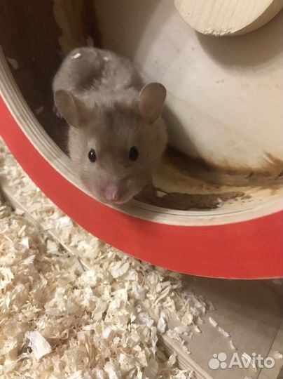 Сирийский хомяк