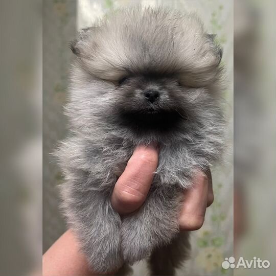 Померанский шпиц