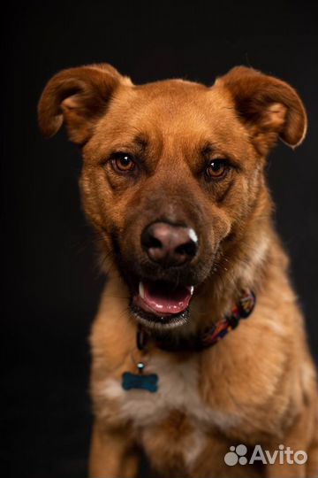 Красивая собака в добрые руки