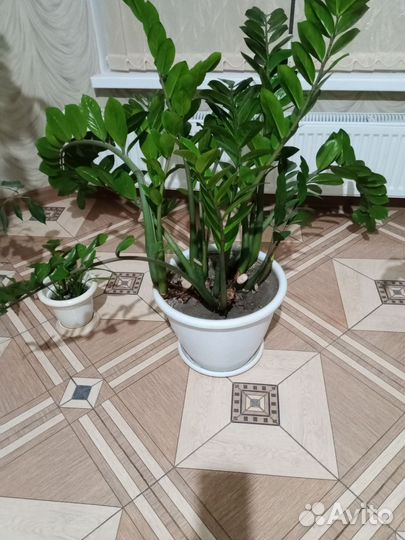 Комнатные растения