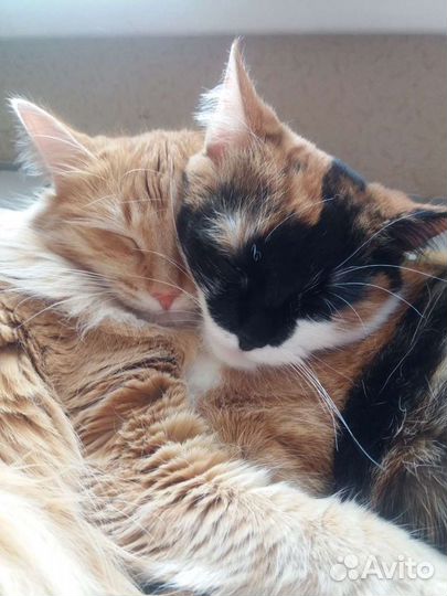 Котоняня, домашняя гостиница для кошек