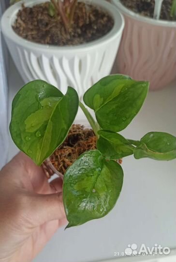 Сингониум Роксана, эпипремнум Глобал Грин