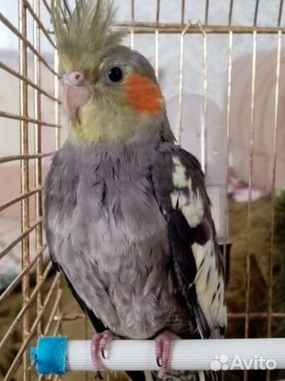 Попугай корелла мальчик