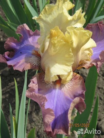 Ирис Сортовой