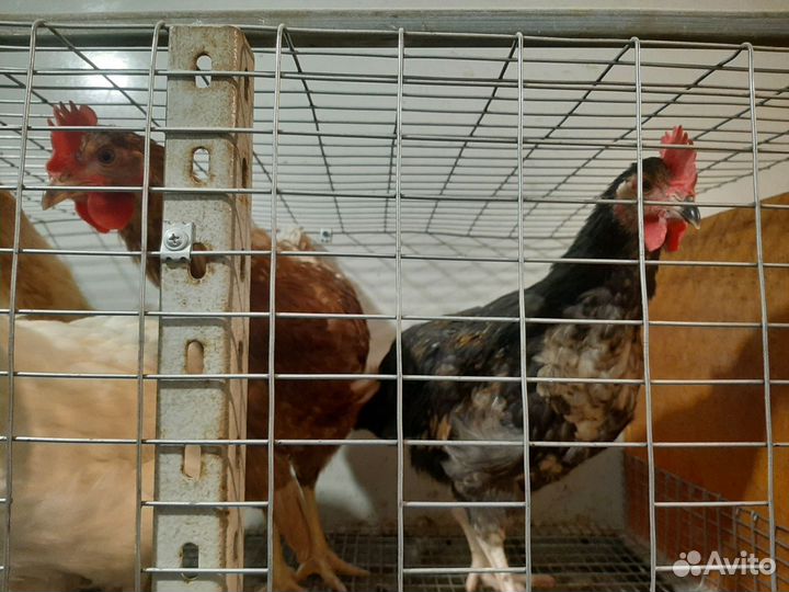 Молодые петухи