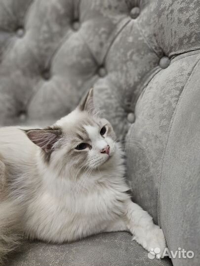 Регдолл котёнок