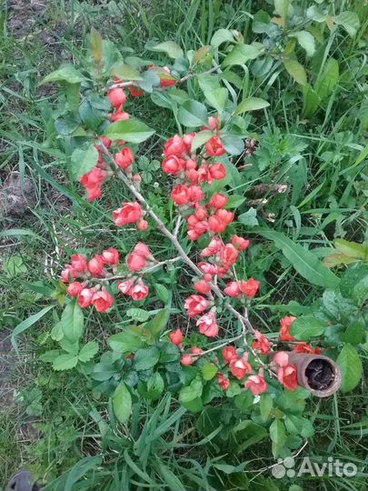 Айва японская или Хеномелес