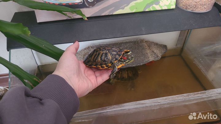 Террариум и 2 черепашки. Аквариум 2й в подарок