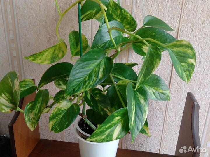 Сциндапсус