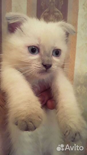Шотландские котята
