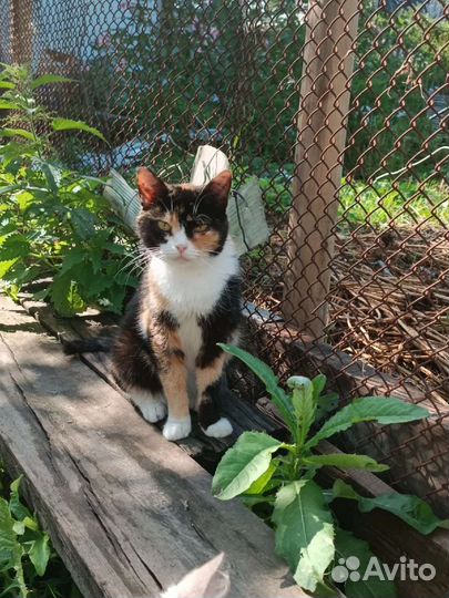 Трехшерстные кошечки