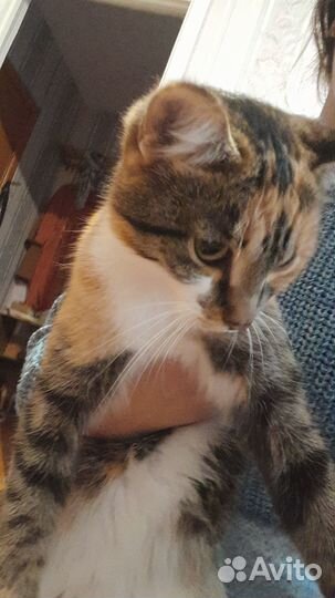 Отдам кошек