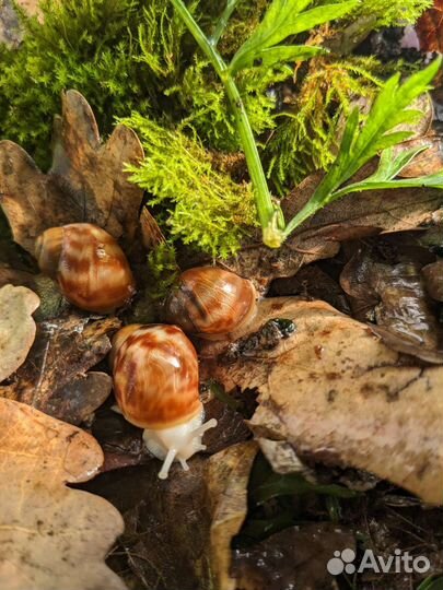 Архахатина сп бенин