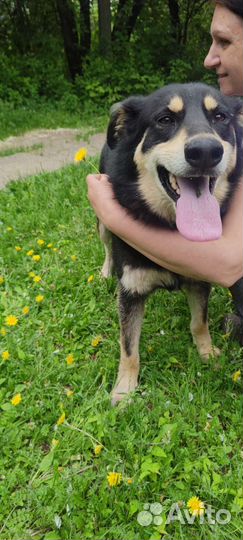 Собаки бесплатно в добрые руки