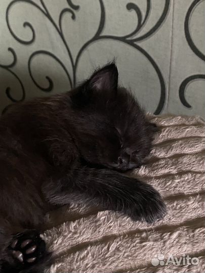 Котята в добрые руки, бесплатно