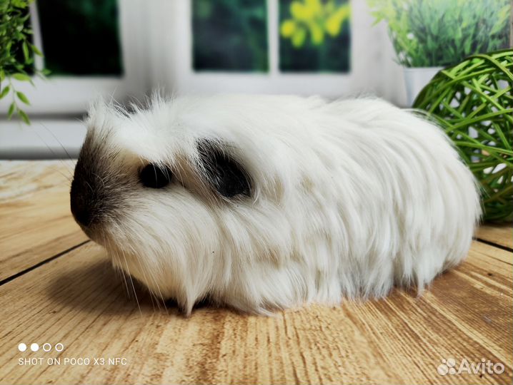 Морские свинки Коронет Калифорния(девочки)