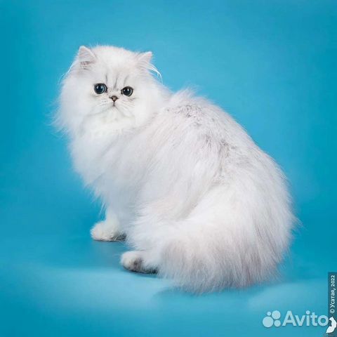 Персидская серебристая шиншилла купить в Москве | Животные и зоотовары ...