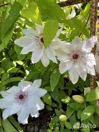 Клематис саженец куст