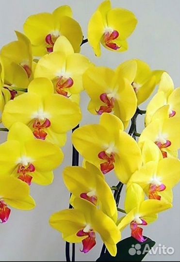 Орхидея Fuller's Sunset размер 2,5
